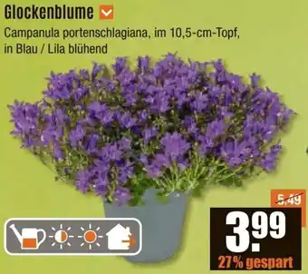 V Baumarkt Glockenblume Angebot