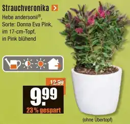 V Baumarkt Strauchveronika Angebot