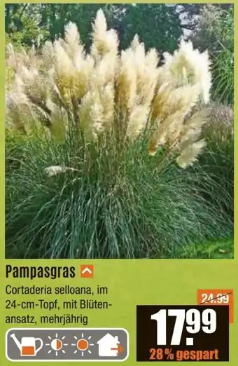 V Baumarkt Pampasgras Angebot