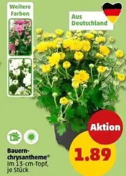 PENNY Bauern- chrysantheme Angebot