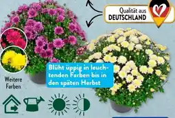 Aldi Süd Gardenline Bauernchrysantheme Angebot