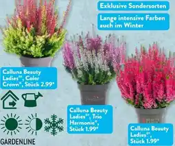 Aldi Süd Gardenline Calluna Deluxe Beauty Ladies Angebot