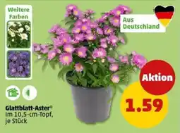 PENNY Glattblatt-Aster Angebot