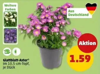 PENNY Glattblatt-Aster Angebot
