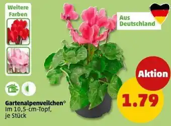 PENNY Gartenalpenveilchen Angebot