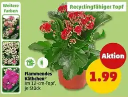 PENNY Flammendes Käthchen Angebot