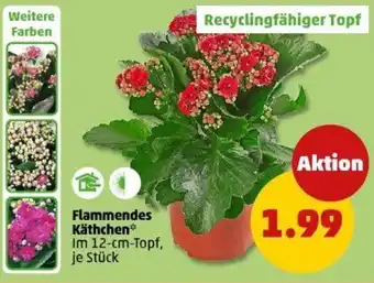 PENNY Flammendes Käthchen Angebot