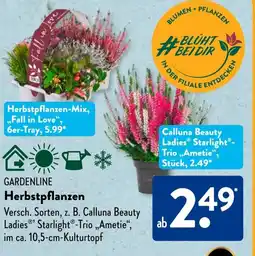 Aldi Süd GARDENLINE Herbstpflanzen Angebot
