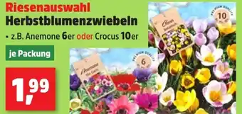 Thomas Philipps Riesenauswahl Herbstblumenzwiebeln Angebot