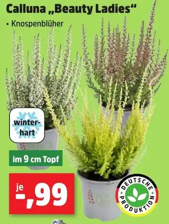 Thomas Philipps Calluna,,Beauty Ladies'' Angebot