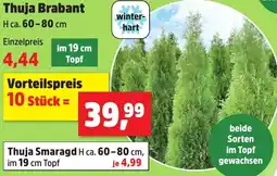 Thomas Philipps Thuja Brabant Angebot