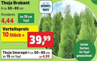 Thomas Philipps Thuja Brabant Angebot