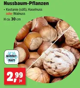 Thomas Philipps Nussbaum-Pflanzen Angebot
