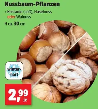 Thomas Philipps Nussbaum-Pflanzen Angebot