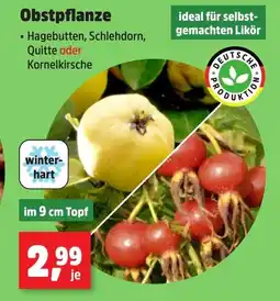 Thomas Philipps Obstpflanze Angebot