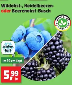 Thomas Philipps Wildobst-, Heidelbeeren- oder Beerenobst-Busch Angebot