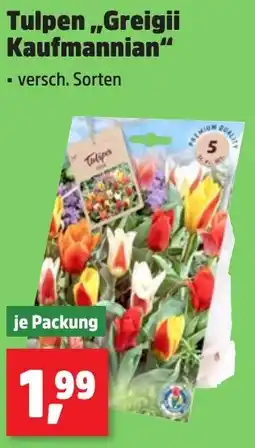 Thomas Philipps Tulpen,,Greigii Kaufmannian" Angebot