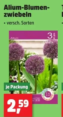 Thomas Philipps Alium-Blumen- zwiebeln Angebot