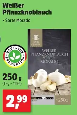Thomas Philipps Weißer Pflanzknoblauch Angebot