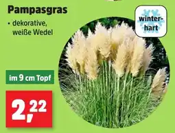 Thomas Philipps Pampasgras Angebot