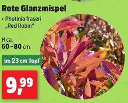 Thomas Philipps Rote Glanzmispel Angebot