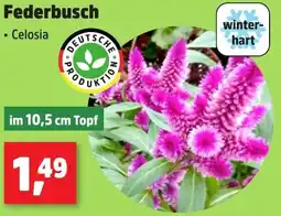 Thomas Philipps Federbusch Angebot