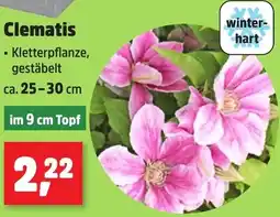 Thomas Philipps Clematis Angebot