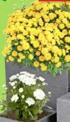 Thomas Philipps Chrysantheme ,,Patio Mum" Angebot