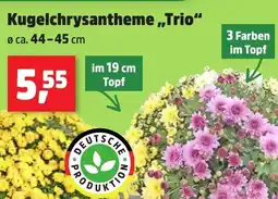 Thomas Philipps Kugelchrysantheme,,Trio“ Angebot