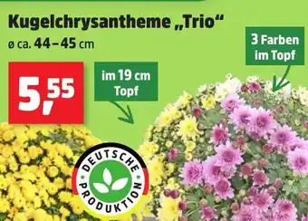 Thomas Philipps Kugelchrysantheme,,Trio“ Angebot