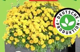Thomas Philipps Chrysanthemen Angebot