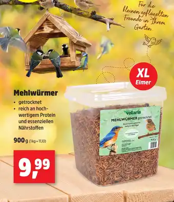 Thomas Philipps Mehlwürmer Angebot