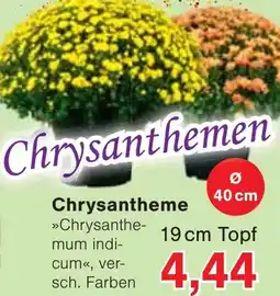 Jawoll Chrysanthemen Angebot