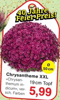 Jawoll Chrysantheme XXL Angebot