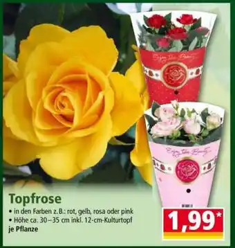 Norma Topfrose Angebot
