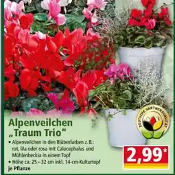 Norma Alpenveilchen „Traum Trio“ Angebot