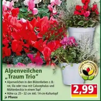 Norma Alpenveilchen „Traum Trio“ Angebot