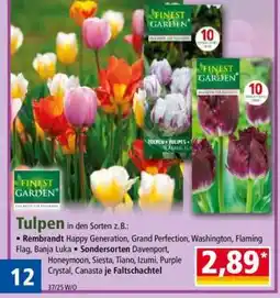 Norma Tulpen Angebot