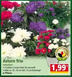 Norma Astern Trio Angebot