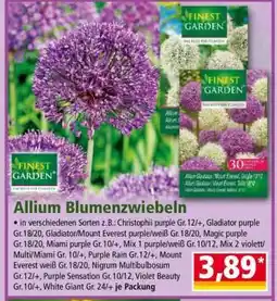 Norma Allium Blumenzwiebeln Angebot