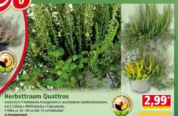 Norma Herbsttraum Quattros Angebot