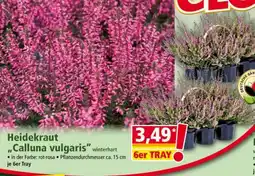 Norma Heidekraut „Calluna vulgaris“ Angebot