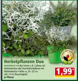 Norma Herbstpflanzen Duo Angebot