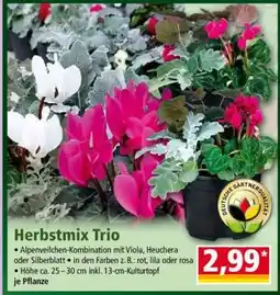 Norma Herbstmix Trio Angebot