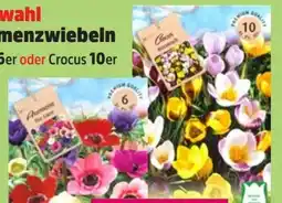 Thomas Philipps Herbstblumenzwiebeln Angebot
