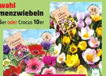 Thomas Philipps Herbstblumenzwiebeln Angebot