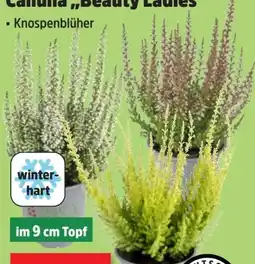 Thomas Philipps Beauty Ladies Calluna Angebot
