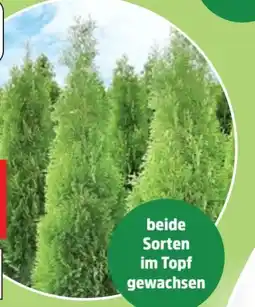 Thomas Philipps Thuja Brabant Angebot