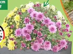 Thomas Philipps Kugelchrysantheme Trio Angebot