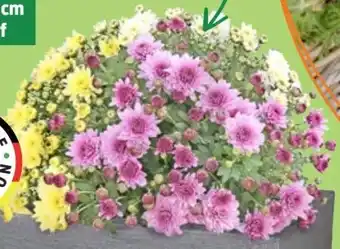 Thomas Philipps Kugelchrysantheme Trio Angebot